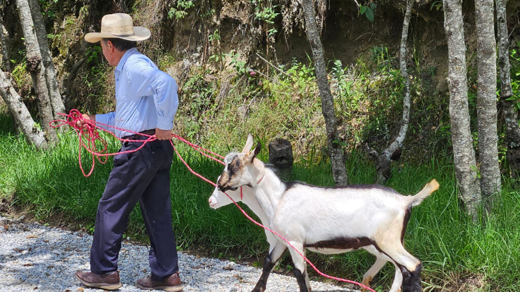 Cabras para la prosperidad - Fundación Mario López